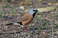 Gordelgrasvink (Poephila cincta)